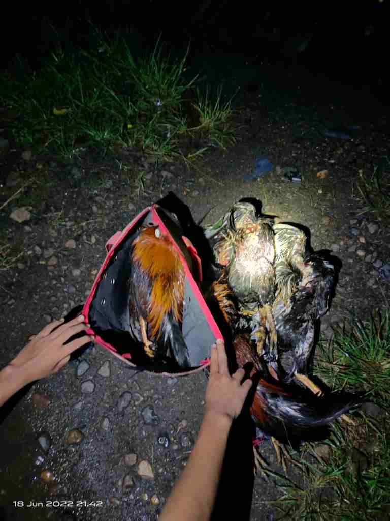 Barang Bukti Ayam Jago Sarana Perjudian Sabung Ayam